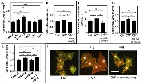 Panel A Neonatal Rat Cardiomyocyte Cell Surface Area Normalized