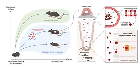 Comment Le Microbiote Stimule La Croissance Salle De Presse De L Inserm