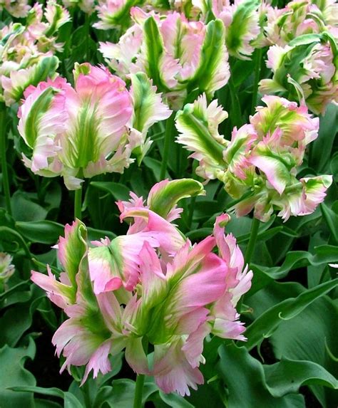 Tulip Green Wave Green Tulips Tulips Flower Bulb Index Bulb