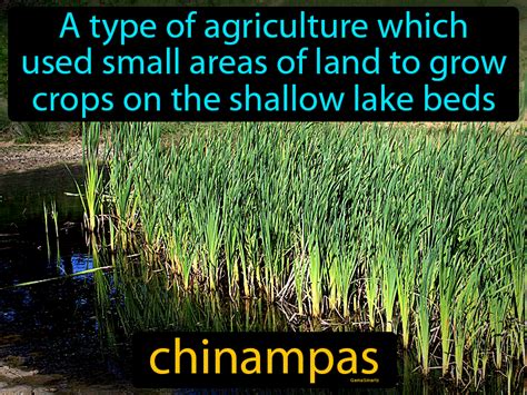 Chinampas Definition & Image | GameSmartz