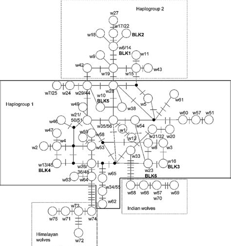 Median Joining Network Of Control Region Mtdna Haplotypes Based On 223