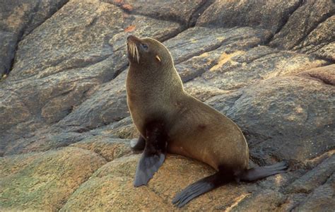 El Lobo Marino Peruano Constituye Su Propia Especie