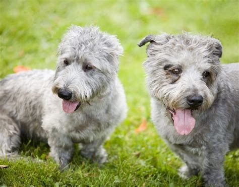 Meet the World's Only Irish Dog Breeds | The Dog People by Rover.com