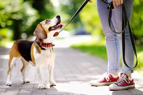 Loi Et Obligation De Tenir Son Chien En Laisse Tout Savoir