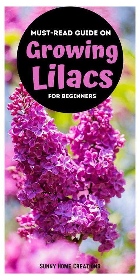 How To Grow Beautiful Lilacs Easily Artofit