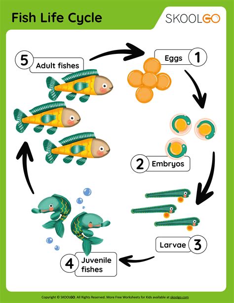 Life Cycle Of Fish For Class