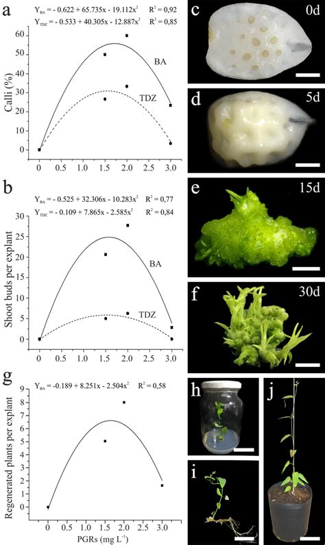 De Novo Shoot Organogenesis From In Vitro Endosperm Culture Of P