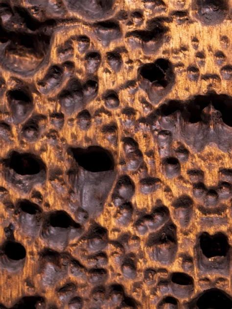 Trypophobia Is Not A Big Problem Here Is How You Can Deal With It