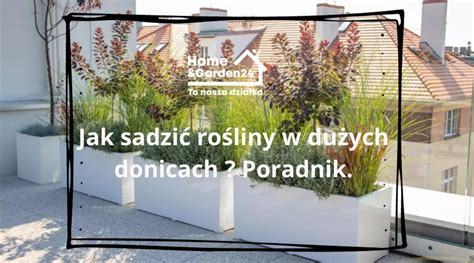 Jak sadzić rośliny w dużych donicach Poradnik HomeAndGarden24