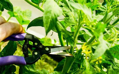 Pruning Tomatoes – The Ultimate Guide - MegaTomato