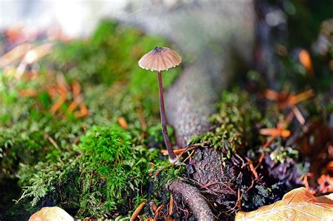 Mushrooms Mini Helmling Free Photo On Pixabay