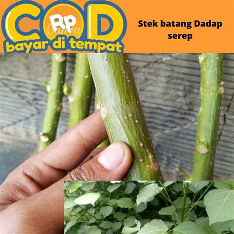 Jual Stek Batang Pohon Dadap Serep Shopee Indonesia