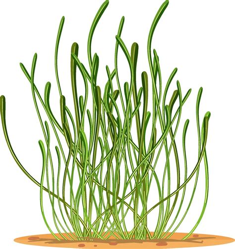 Seagrass In Cartoon Style Isolated On White Background 2970432 Vector Art At Vecteezy