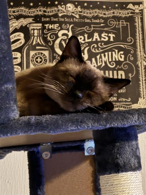 My cats don’t get along : r/PetAdvice