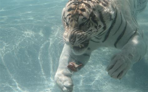 Tiger swimming under water HD wallpaper | Wallpaper Flare