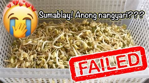 How To Grow Mung Bean Sprouts Failed Version 😭 Youtube