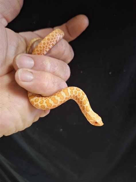 MALE ALBINO WESTERN HOGNOSE SNAKE - Reptile Mart