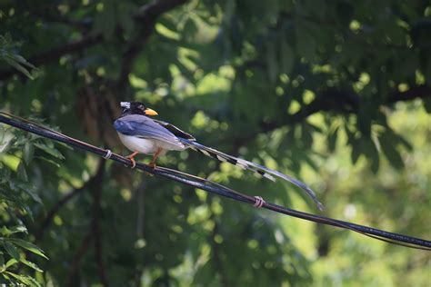 Gelbschnabelige Blaue Elster Vogel Kostenloses Foto Auf Pixabay