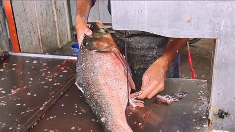 Amazing Fish Cutting Skills Giant Silver Carp Fish Cutting By Experts