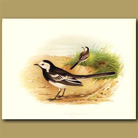 Pied Wagtail Genuine Antique Print For Sale