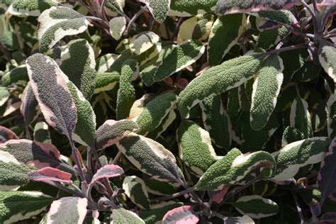 Salvia Officinalis Tricolor Kwekerij De Boever