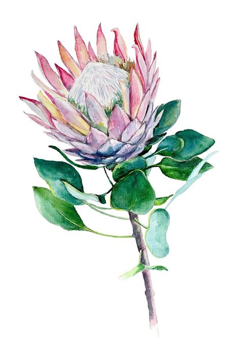 King Protea Watercolour Print Australian Botanical Art Unique Floral