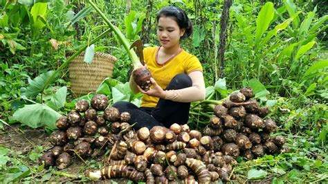 Harvesting Taro From The Garden To Sell At The Market Preparing