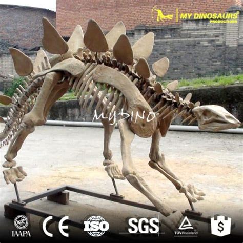 Natural History Museum Replica Full Sized Stegosaurus Fossil Skeleton