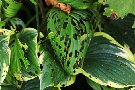 13 Common Hosta Pests And Diseases And What To Do About Them