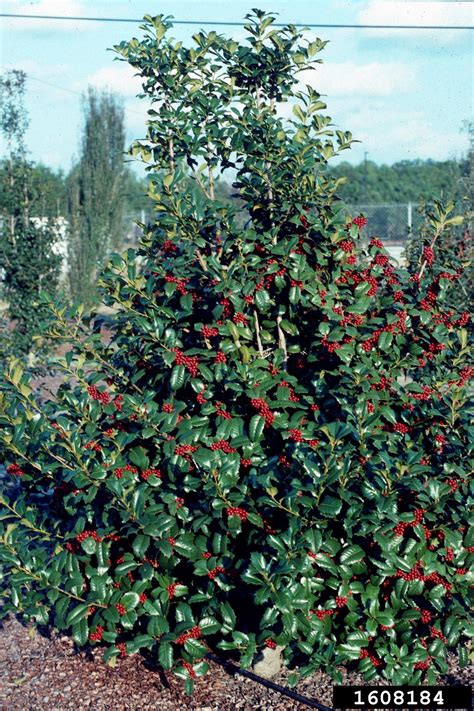 Holly Genus Ilex