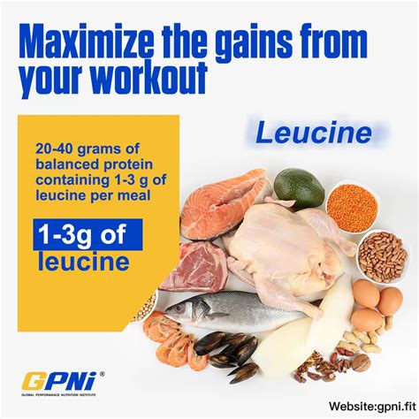 Should You Supplement With Leucine? - GPNi®