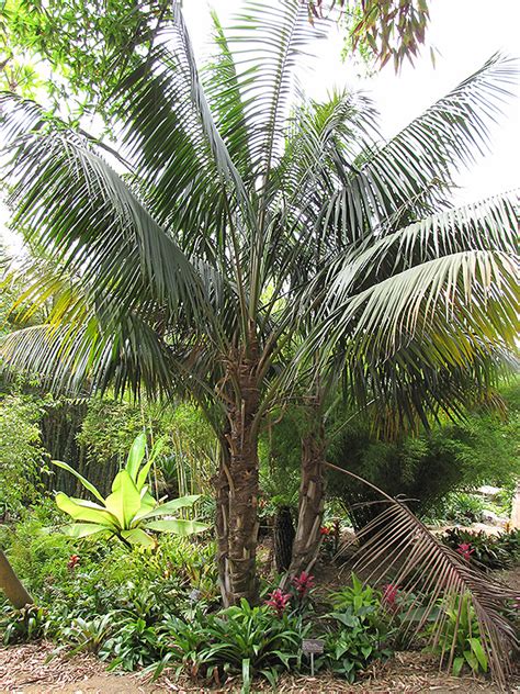 Kentia Palm Howea Forsteriana In Reno Sparks Lake Tahoe Carson City