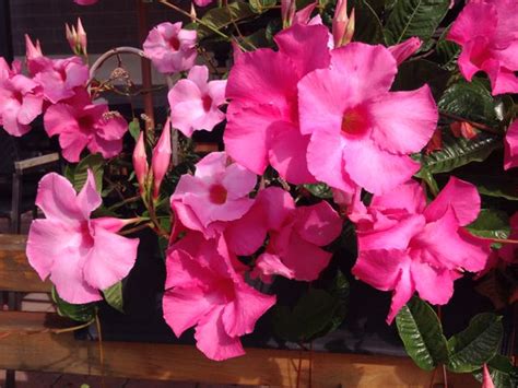 Mandevilla Planting Care Growing Guide Garden Design Atelier Yuwa