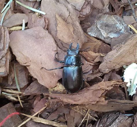 zoology - Species Identification: large shiny black beetle, Detroit USA ...