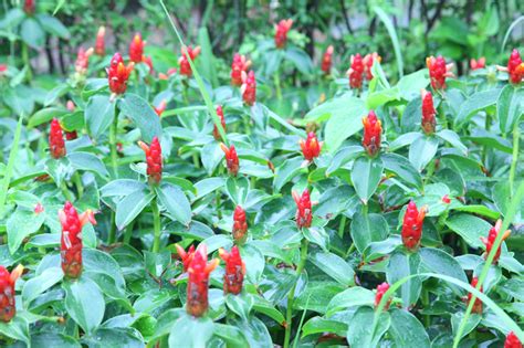 Edible Ginger Plants