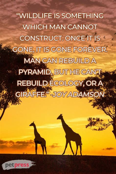 50+ Giraffe Quotes: Embracing Life's Profound Wisdom - PetPress