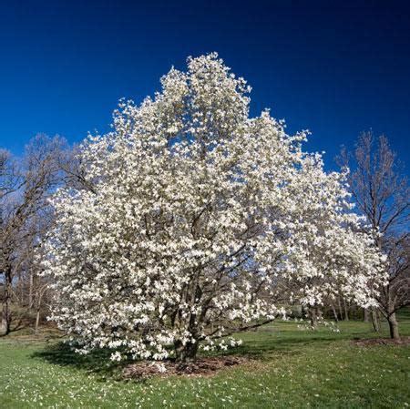 Sweetbay Magnolia For Sale | Compare Best Prices | Top Nurseries