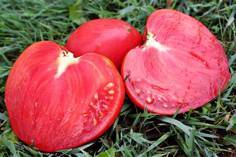 Томат Мазарини: отзывы, фото, описание, характеристика сорта