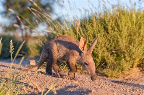 Baby Aardvark 10 Pictures And 6 Amazing Facts A Z Animals