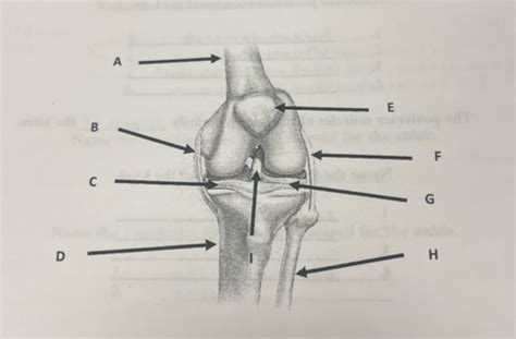 Knee Ankle Hip Pelvis And Elbow Shoulder Flashcards Quizlet