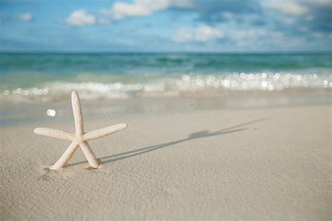 White Starfish On White Sand Beach With Ocean Sky And Seascape Stock