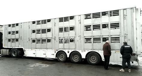 Pezzaioli Sba U For Pigs Or Bovines Livestock Semi Trailer For Sale