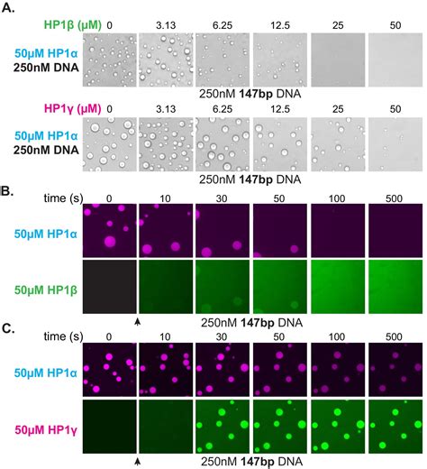 Figures And Data In Hp Proteins Compact Dna Into Mechanically And