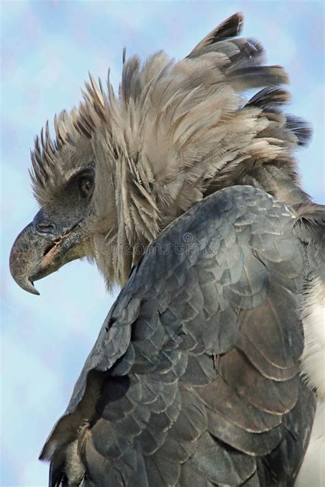 Harpy Eagle stock image. Image of animal, eagle, avian - 54334765