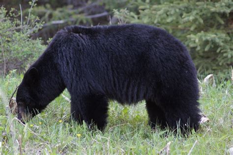 Big Bc Black Bear Kmec64 Flickr