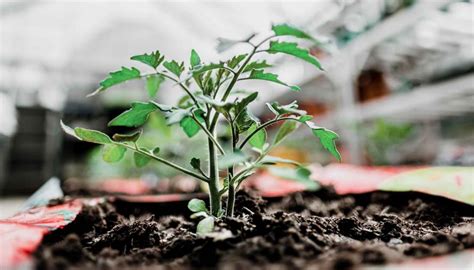 Usos Y Beneficios Del Cloruro De Potasio En La Salud Y La Agricultura