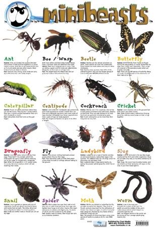 Mini Beast, Creepy Crawlies Poster - Buy Online