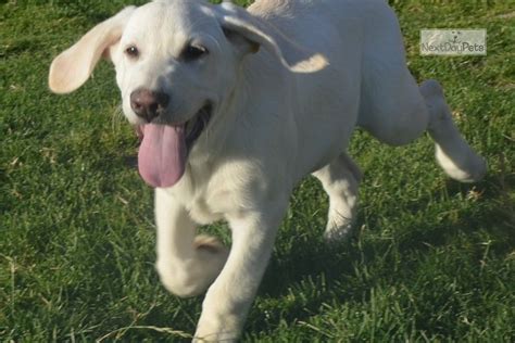 Reno Cali Hero Labrador Retriever Puppy For Sale Near Elko Nevada