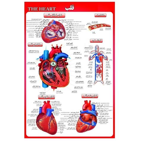 پوستر آموزشی آناتومی قلب A3