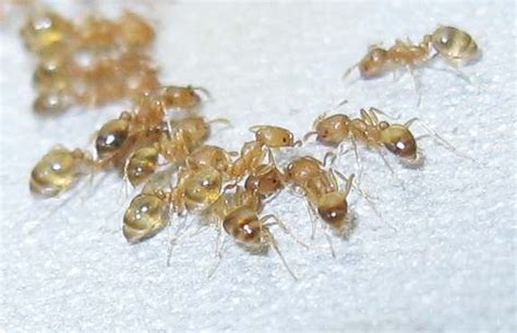 Pharaoh Ant Pacific Invasive Ant Toolkit